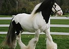 Gypsy Vanner - Horse for Sale in Los Angeles, CA 90001 Gypsy Vanner - Horse for Sale in Los Angeles, CA 90001