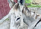 Donkey - Horse for Sale in Stockton, NJ 08559