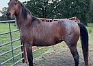 Missouri Fox Trotter - Horse for Sale in Kellyville, OK 74039