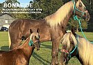 Kentucky Mountain - Horse for Sale in TYNER, KY 40486