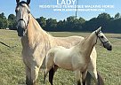 Tennessee Walking - Horse for Sale in Christiana, TN 37037