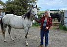 Quarter Horse - Horse for Sale in Republic, WA 99166