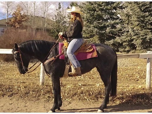 Blue Roan Quarter Horse