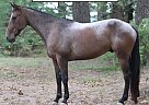 Appaloosa - Horse for Sale in Monett, MO 65708