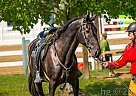 Friesian - Horse for Sale in Bridgeville, PA 15017