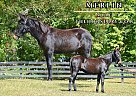 Mule - Horse for Sale in Pendleton, KY 40055