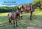 Mule - Horse for Sale in Quinton, VA 23141