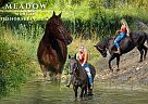 Morgan - Horse for Sale in Fort Collins, CO 80524