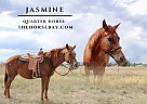 Quarter Horse - Horse for Sale in Penrose, CO 81240