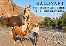 Tennessee Walking - Horse for Sale in Cody, WY 82414