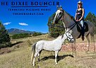 Tennessee Walking - Horse for Sale in Colorado Springs, CO 80920