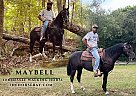 Tennessee Walking - Horse for Sale in Tompkinsville, KY 42167