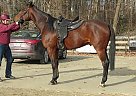 Standardbred - Horse for Sale in Millstone, NJ 