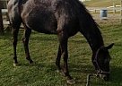 Appaloosa - Horse for Sale in Kempton, PA 19529