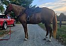 Tennessee Walking - Horse for Sale in Xenia, OH 45385