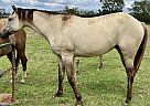 Quarter Horse - Horse for Sale in Mount Vernon, TX 75457