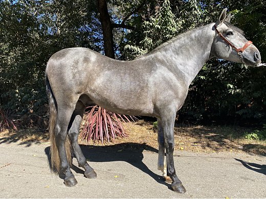 Ancce PRE Stallion - Slate Grey - Andalusian Horse for Sale in Aptos, CA