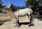 Andalusian - Horse for Sale in Aptos, CA 95003