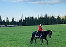 Azteca - Horse for Sale in Coeur d’ Arlene, ID 83854