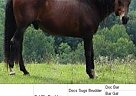 Quarter Horse - Horse for Sale in Indian Valley, VA 24105