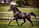 Arabian - Horse for Sale in Kennett Square, PA 19348