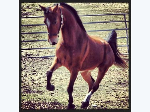 4YO Registered Morgan Gelding - Morgan Horse for Sale in ...