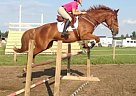 Warmblood - Horse for Sale in Edmonton, AB t6w 0e