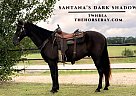 Tennessee Walking - Horse for Sale in Houston, MO 65483