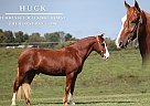 Tennessee Walking - Horse for Sale in Parkers Lake, KY 42634