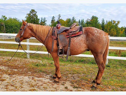 Appaloosas For Sale In Minnesota