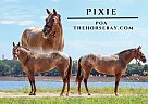 Pony of the Americas - Horse for Sale in Fort Collins, CO 80524