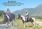 Tennessee Walking - Horse for Sale in Calhan, CO 80808