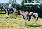 Tennessee Walking - Horse for Sale in Tompkinsville, KY 42167