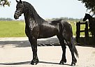 Friesian - Horse for Sale in Solvang, CA 93464