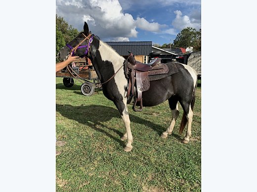 paint-horse-for-sale