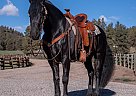 Friesian - Horse for Sale in Columbus, MS 39701