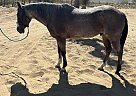 Paint - Horse for Sale in Apple Valley, CA 92308