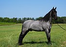 Tennessee Walking - Horse for Sale in Bowling Green, KY 40419