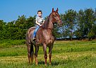 Tennessee Walking - Horse for Sale in Bowling Green, KY 42104