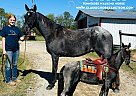 Tennessee Walking - Horse for Sale in Columbia, KY 42715