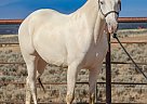 Missouri Fox Trotter - Horse for Sale in Cedar, UT 84721