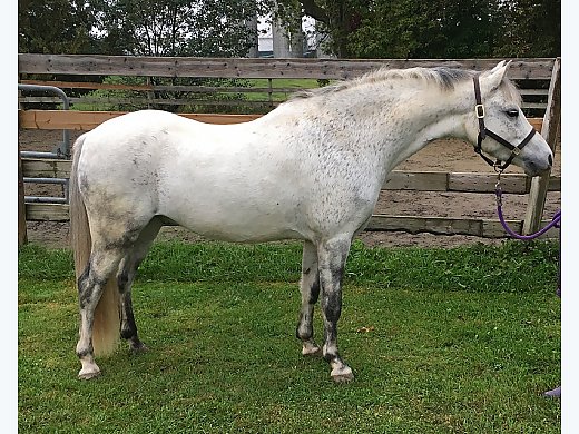 Stunning Reg Welsh Pony