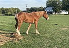 Belgian Draft - Horse for Sale in Hillsboro, OH 45133 Belgian Draft - Horse for Sale in Hillsboro, OH 45133