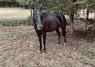 Quarter Horse - Horse for Sale in ten mile, TN 27880