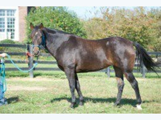 Download Safe Trail Horse - Kentucky Mountain Horse for Sale in ...