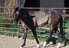 Quarter Horse - Horse for Sale in Penrose, CO 