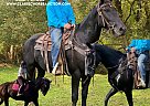 Tennessee Walking - Horse for Sale in GETTYSBURG, TN 17325