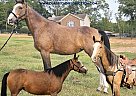 Kentucky Mountain - Horse for Sale in Gillsville, GA 30543