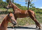 Tennessee Walking - Horse for Sale in Sneedville, TN 37869