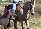 Missouri Fox Trotter - Horse for Sale in MAIZE, KY 67101